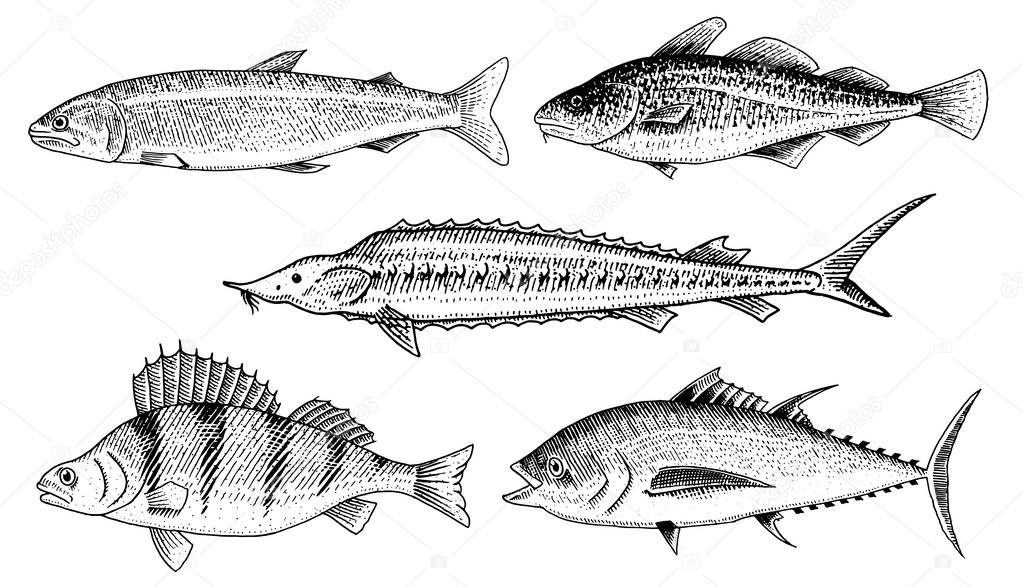 River and lake fish. Perch or bass, Scomber or mackerel, beluga and sturgeon. Sea creatures. Freshwater aquarium. Seafood for the menu. Engraved hand drawn in old vintage sketch. Vector illustration