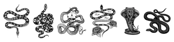 Vintage kígyó készlet. Csontváz királyi piton koponyával és rózsákkal, tejhüllő karddal, mérges kobra. Mérgező Vipera poszternek vagy tetoválásnak. Vésett kézzel rajzolt régi vázlat pólóhoz vagy logóhoz. — Stock Vector