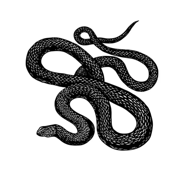 Python dans le style Vintage. Serpent ou serpent venimeux. Croquis de reptile dessiné à la main pour tatouage, autocollant ou logo ou t-shirts . — Image vectorielle