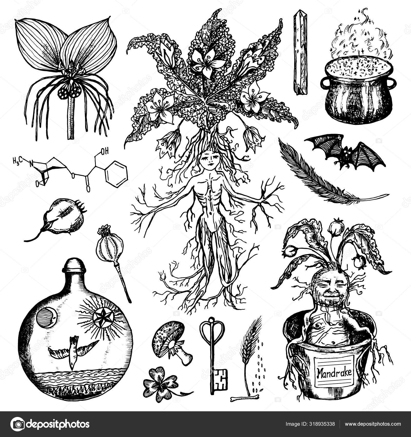 Vetor de Hand drawing mandrake. Black outline. Magic plant. Coloring page.  do Stock