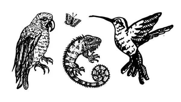 Oiseaux tropicaux et caméléon. Perroquet et colibri dans un style vintage. Croquis rétro rétro gravé à la main . — Image vectorielle