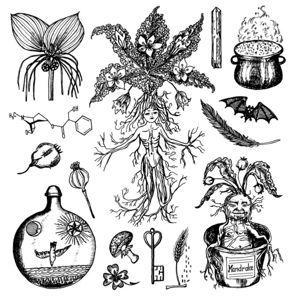 Mandrake Ilustrações, Vetores E Clipart De Stock – (428 Stock Illustrations)