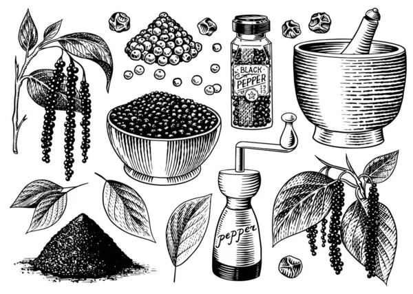 Conjunto de pimienta negra en estilo Vintage. Mortero y mortero, Allspice o pimienta de maíz, Molino y semillas secas, un montón de especias. Sazonador de hierbas para cocinar. Dibujo vectorial grabado a mano para fondo — Archivo Imágenes Vectoriales