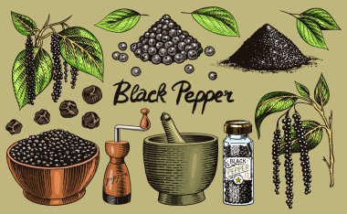 Vintage tarzında karabiber seti. Havan ve tokmak, Allspice veya biber, değirmen ve kurutulmuş tohumlar, bir demet baharat. Yemek pişirmek için bitkisel baharat. Arkaplan için elle çizilmiş vektör çizimi