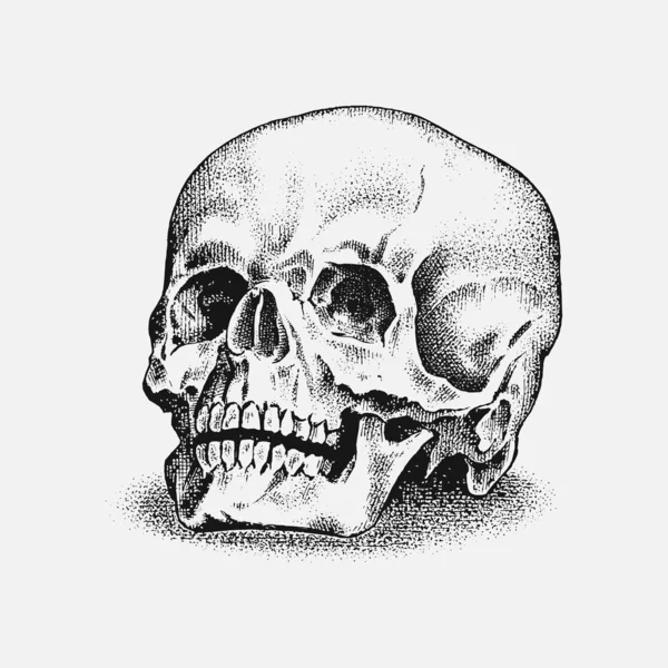 Calavera humana en estilo vintage. Retro sketch de la vieja escuela para el tatuaje. Monocromo Placa retro grabada a mano para camiseta, póster y logotipo . — Archivo Imágenes Vectoriales