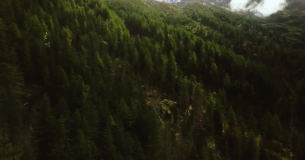 Borový jehličnatý les na severu. Vánoční stromek pozadí. Alpská hora. Mlhavá krajina. Snowy Peaks v Chamonix. Panoramatický výhled do údolí. Střelba 4k dronem. — Stock video