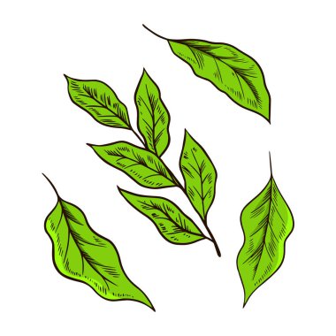 Kiraz yeşili çay Yaprakları veya Bitki. Organik Japon töreni. Sağlıklı hindistan cevizi sütlü latte. Poster için oyulmuş el çizimi Vintage çizimi.