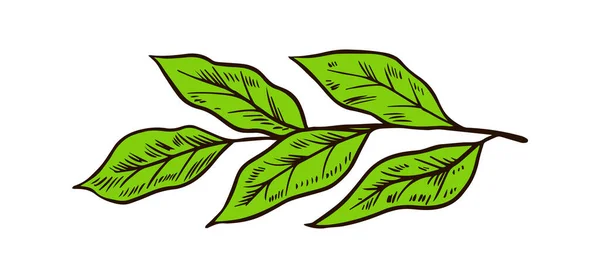 Маття зеленый чай листья или растения. Органическая японская церемония. Здоровый кокосовый молочный латте. Ручной рисунок винтажного эскиза для плаката . — стоковый вектор