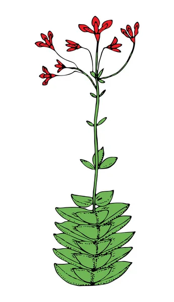 Domowe rośliny kaktusa lub kwiat. Przytulny element. Egzotyczne lub tropikalne soczyste z kolcami. Grawerowane ręcznie rysowane w starym szkicu i stylu vintage doodle. — Wektor stockowy