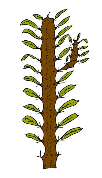 Kakteenpflanzen oder -blüten. gemütlich niedliches Element. exotische oder tropische Sukkulente mit Stacheln. gravierte Hand in alter Skizze und Vintage-Doodle-Stil gezeichnet. — Stockvektor