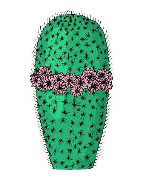 Inicio plantas de cactus o flor. Acogedor elemento lindo. Suculenta exótica o tropical con espinas. Mano grabada dibujada en antiguo boceto y estilo garabato vintage . — Vector de stock