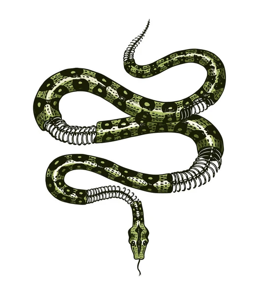 Demi-squelette d'un serpent à lait de style Vintage. Serpent cobra ou python ou vipère venimeuse. Croquis de reptile dessiné à la main pour tatouage, autocollant ou logo ou t-shirts . — Image vectorielle