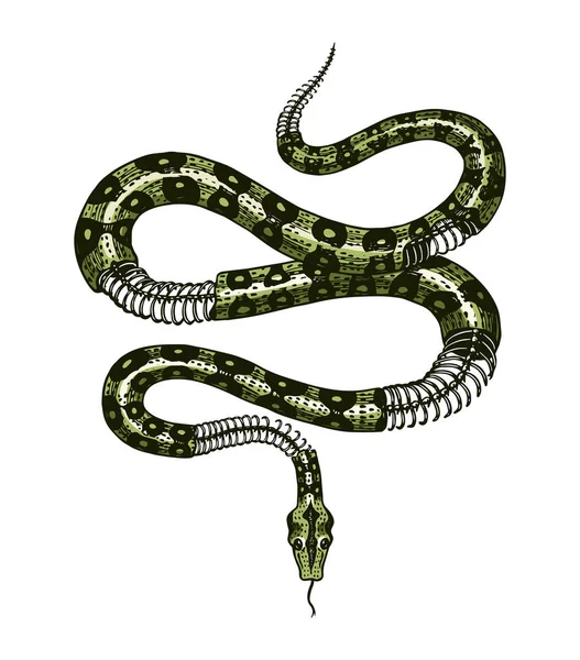 Medio esqueleto de una serpiente de leche en estilo Vintage. Cobra de serpiente o pitón o víbora venenosa. Dibujo de reptil viejo dibujado a mano grabado para tatuaje, etiqueta engomada o logotipo o camisetas . — Archivo Imágenes Vectoriales