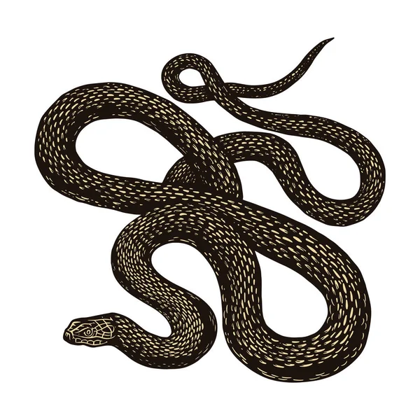Python ve stylu Vintage na černém pozadí. Had nebo jedovatý zmije. Rytý ručně kreslený starý náčrt plaza pro tetování, samolepku nebo logo nebo trička. — Stockový vektor