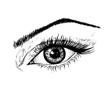 Female eye. Human biology, organs anatomy illustration. Engraved hand drawn in old sketch and vintage style. Face detailed eye or view or look.
