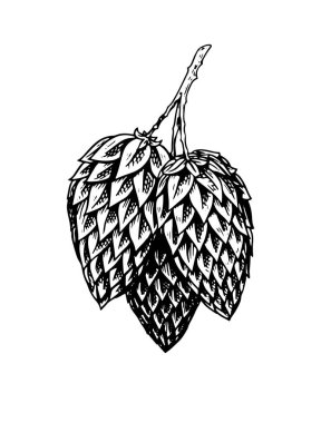 Yapraklı, klasik bir bitki. Pankart, logo, bira ya da kitap için oymalı monokrom çizimi. Karalama retro tarzında vektör illüstrasyonu. Bitkinin elle çizilmiş ana hatları.