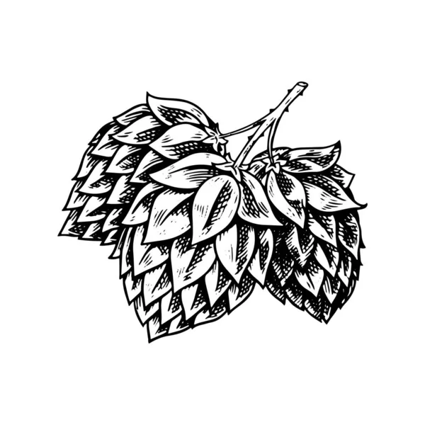 Hop planta com folhas em estilo vintage. Esboço monocromático gravado para banner ou logotipo, cerveja ou livro. Ilustração vetorial em estilo retrô doodle. Esboço desenhado à mão de ervas . — Vetor de Stock