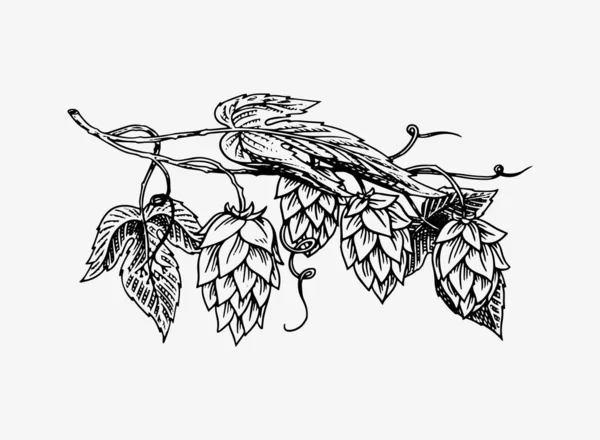 Plante de houblon avec des feuilles dans un style vintage. Croquis monochrome gravé pour bannière ou logo, bière ou livre. Illustration vectorielle dans un style rétro doodle. contour dessiné à la main de l'herbe . — Image vectorielle