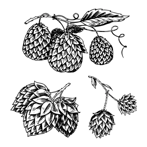 Plante de houblon avec des feuilles dans un style vintage. Croquis monochrome gravé pour bannière ou logo, bière ou livre. Illustration vectorielle dans un style rétro doodle. contour dessiné à la main de l'herbe . — Image vectorielle