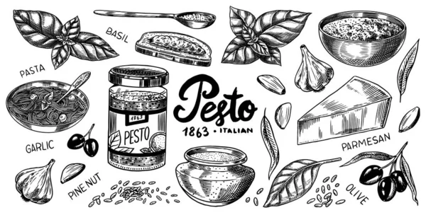 Pesto sås set. Basilika blad, vitlök, pinjenötter, hård parmesanost, olivolja, pesto alla genovese. Kryddig krydda, glasflaska, träsked eller maträtt, en massa frön. Graverad handritad skiss. — Stock vektor
