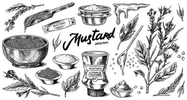 Mustard seeds and plant set. Spicy condiment, seasoning bottle, packaging and leaves, wooden spoons, sauce in gravy boat, whole and ground grains. Vintage background poster. Engraved hand drawn sketch