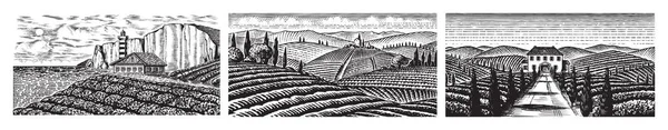 Conjunto de viñedos. Campos y colinas de Toscana. Vista panorámica. Amplia plantación de vid panorámica en Chianti. Paisaje grabado francés o italiano. Dibujo horizontal vintage monocromo dibujado a mano . — Vector de stock