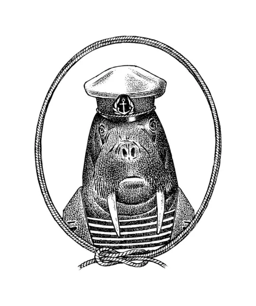 Seefahrer Walross Charakter oder Seefahrer Seekuh. handgezeichnetes Tierporträt. eingravierte monochrome Skizze für Karte, Etikett oder Tätowierung. Hipster-Anthropomorphismus. — Stockvektor