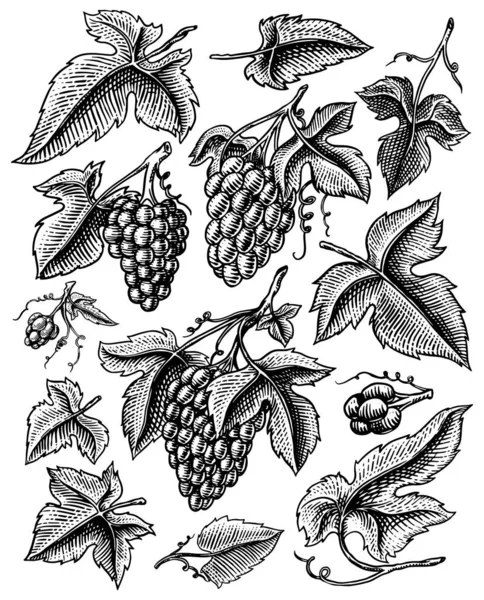 Ett gäng vindruvor. Bär löv. Bordsfrukt i vintage stil. Handritad skiss för banderoll, affisch eller etikett. Ingrediens för vin och juice. — Stock vektor