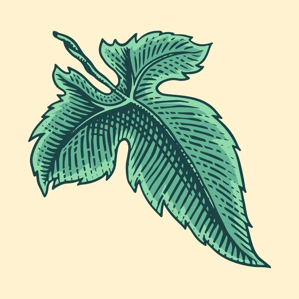 Φύλλα σταφυλιού. Vineyard Plant Collection σε vintage στυλ. Χειροποίητο ανάγλυφο σχέδιο φύλλων για πανό, αφίσα ή ετικέτα. Συστατικό για κρασί και χυμό. — Διανυσματικό Αρχείο