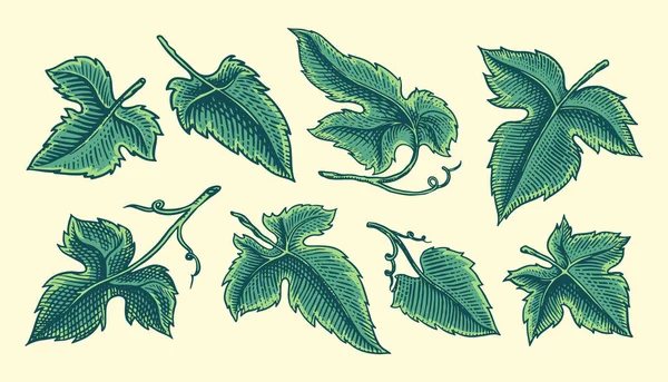 Ensemble de feuilles de raisin. Vineyard Plant Collection dans un style vintage. Esquisse de contour gravée à la main pour bannière, affiche ou étiquette. Ingrédient pour le vin et le jus . — Image vectorielle