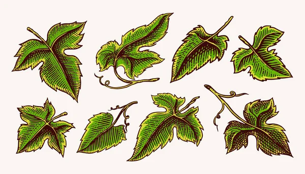 Conjunto de hojas de uva. Vineyard Plant Collection en estilo vintage. Bosquejo dibujado a mano para pancarta, póster o etiqueta. Ingrediente para vino y jugo . — Vector de stock