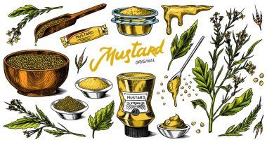 Mustard seeds set. Spicy condiment, seasoning bottle, packaging and leaves, wooden spoons, plant, sauce in gravy boat, whole and ground grains. Vintage background poster. Engraved hand drawn sketch