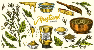 Hardal tohumu seti. Baharatlı sos, baharat, baharat şişesi, ambalaj ve yapraklar, tahta kaşıklar, bitki, sos kabı, bütün ve toprak taneleri. Klasik arka plan posteri. Oymalı el çizimi çizimi