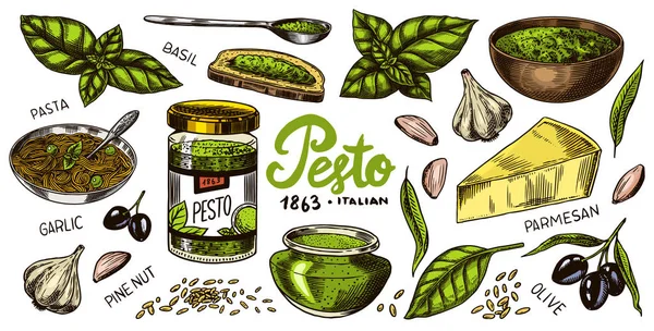 Pesto sauce set. Basil leaves, garlic, pine nuts, hard parmesan cheese, olive oil, pesto alla genovese. Spicy condiment, glass bottle, wooden spoon or dish, bunch of seeds. Engraved hand drawn sketch. — Stock Vector