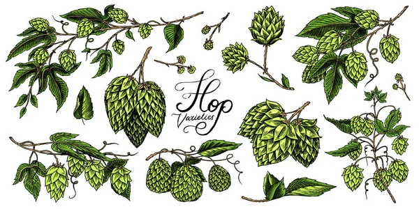 Hops and Barley. Malt Beer. Engraved vintage set. Hand drawn collection. Sketch for web or pub menu. Design elements isolated on white background. — Stock Vector
