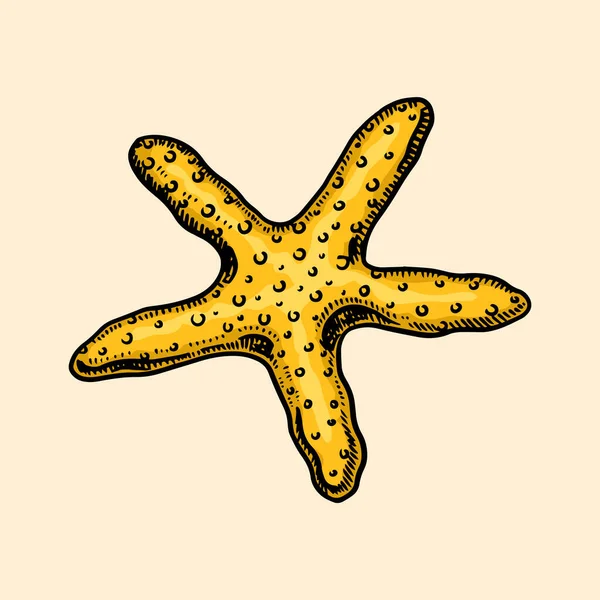 Starfish em estilo vintage. Criatura marinha ou oceano animal invertebrado bonito. Esboço monocromático gravado à mão para cartaz de banner ou crachá . —  Vetores de Stock