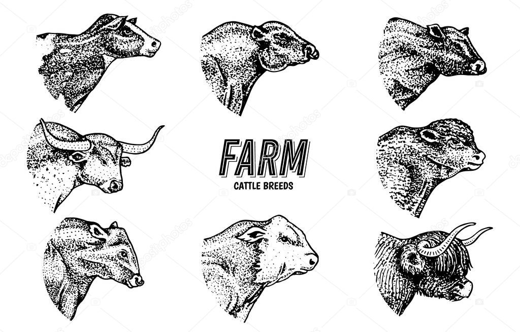 Cows set in vintage style. Cattle heads. Longhorn Scottish Highland Holstein Black Angus. Portrait of farm bulls or domestic animals. Hand drawn engraved sketch for labels logo posters or banners