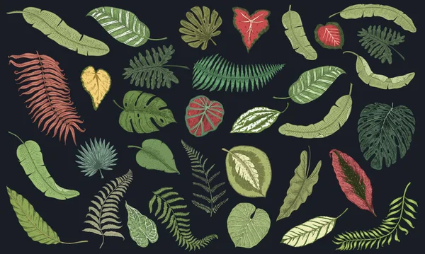 Набір тропічних листя. Рослини джунглів у вінтажному стилі. Колекція екзотичних квітів та елементів на чорному тлі. Ручний гравірований монохромний ескіз. Векторний банер Плакат шпалери для кав'ярні — стоковий вектор