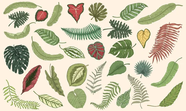 Feuilles tropicales. Plantes de jungle dans un style vintage. Collection de fleurs et d'éléments exotiques. Croquis monochrome gravé à la main. Fond d'écran vectoriel Affiche de bannière Papier peint pour café . — Image vectorielle