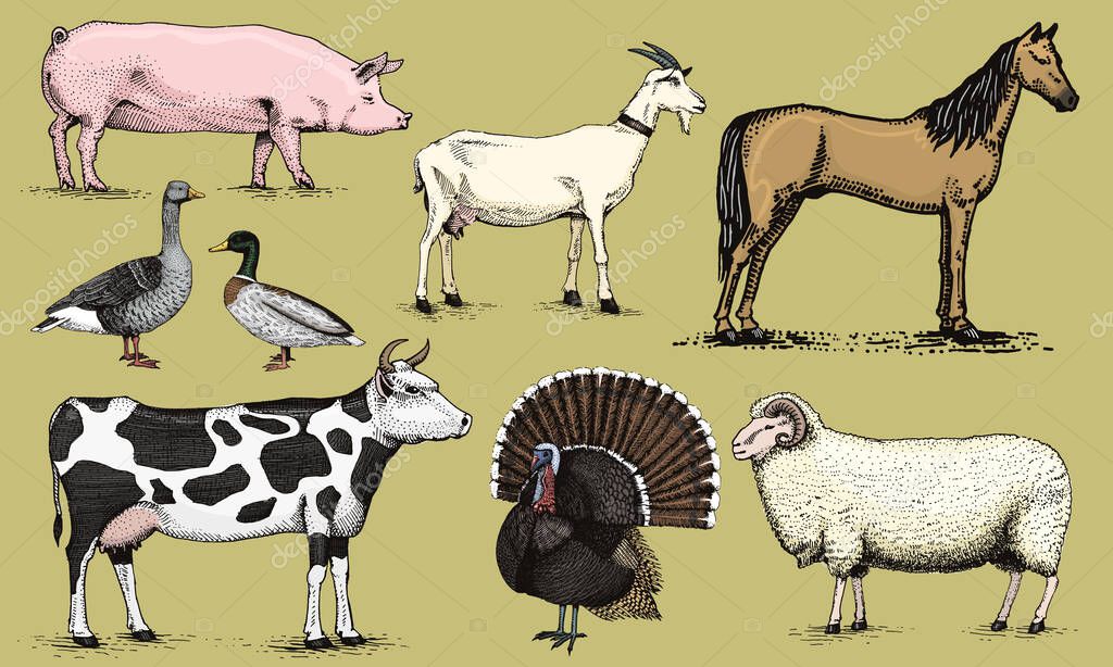 Farm animals. Pig Goat Horse Sheep Cattle Cow Turkey Goose and Duck. Set of domesticated animals. Hand drawn engraved vintage retro sketch for badges, emblems or posters and t-shirts
