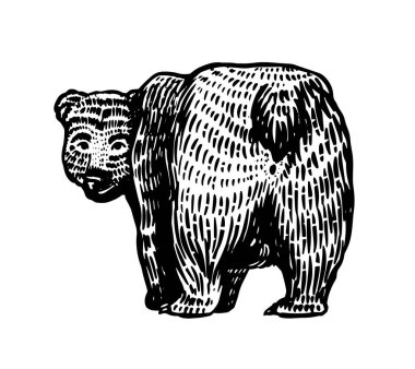 Grizzly bear. Brown wild animal. Back view. Cute ass and tail. Hand drawn engraved old sketch for T-shirt, tattoo or label or poster. Vector illustration.