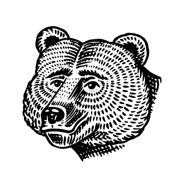 Grizzlybjörn. Brunt vilddjur. Handritad graverad gammal skiss för T-shirt, tatuering eller etikett eller affisch. Skogsdjurets ansikte. Framifrån. Vektorillustration. — Stock vektor