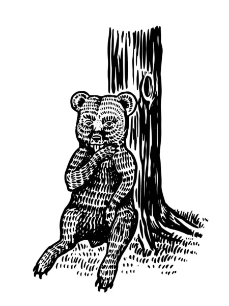 Kleine beer zit bij de boom en likt zijn poot. Bruin wild Grizzly dier. Met de hand gegraveerde oude schets voor T-shirt, tatoeage of etiket of poster. Voor- en zijaanzicht. Vectorillustratie. — Stockvector