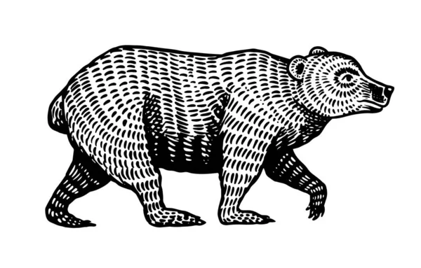 Грізлі ведмідь. Коричнева дика тварина. Вид збоку. Рука намальована гравірованим старим ескізом для футболки, татуювання або лейблу або плаката. Векторні ілюстрації . — стоковий вектор