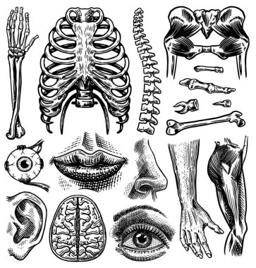 İnsan kemikleri ve kaslarının anatomisi. Organ sistemleri. Vücut, göğüs ve pelvis, kalp ve beyin, göz ve omurga, duyusal korteks koleksiyonu. Bacak ve kol. Elle çizilmiş biyoloji çizimi.