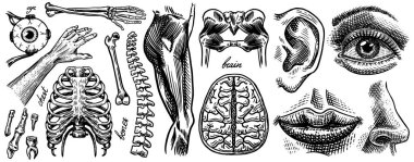 İnsan kemikleri ve kaslarının anatomisi. Organ sistemleri. Vücut, göğüs ve pelvis, kalp ve beyin, göz ve omurga, duyusal korteks. Bacak ve kol. Elle çizilmiş biyoloji çizimi.