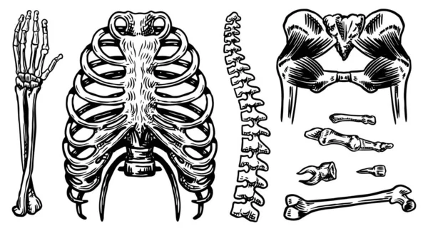 Anatomía de los huesos y músculos humanos establecidos. Sistemas de órganos. Cuerpo, tórax y pelvis. Colección de elementos. Pierna y brazo. Ilustración de biología grabada a mano . — Vector de stock