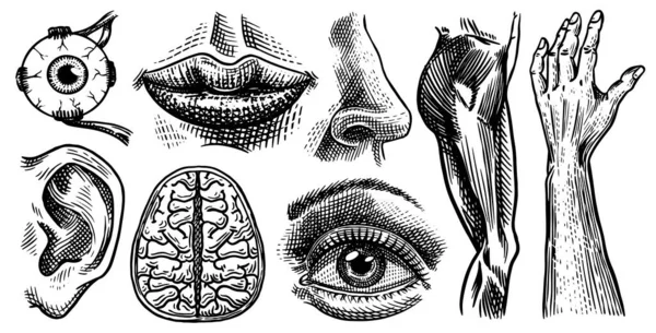 Anatomi av mänskliga ben och muskler inställd. Organsystem. Kropp och bröstkorg och bäcken, hjärta och hjärna, öga och ryggrad, sensorisk cortex samling. Ben och arm. Handritad ingraverad biologi illustration. — Stock vektor