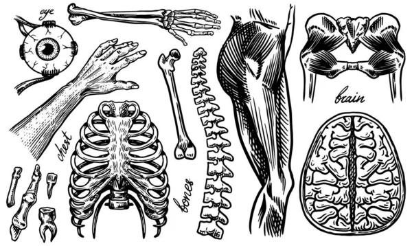 Anatomía de huesos y músculos humanos. Sistemas de órganos. Cuerpo y tórax o pecho, costillas y pelvis, corazón y cerebro, ojos y columna vertebral. Pierna y esqueleto del brazo. Ilustración vintage grabada a mano . — Archivo Imágenes Vectoriales