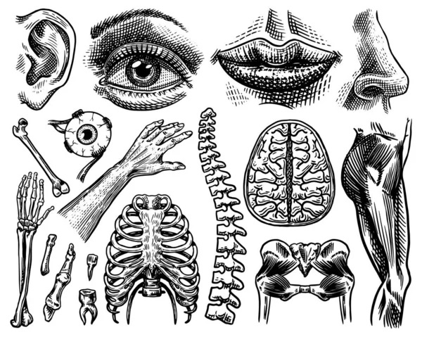 Анатомия человеческих костей и мышц установлена. Органные системы. Тело и грудная клетка и таз, сердце и мозг, глаза и позвоночник, сенсорная кора головного мозга. Нога и рука. Ручная гравировка по биологии . — стоковый вектор